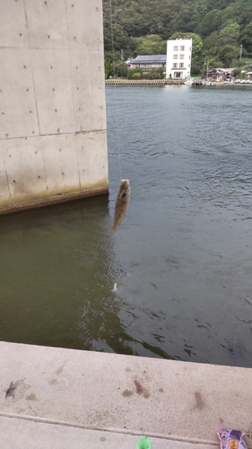 アイゴの釣果