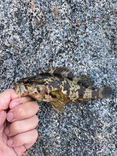 タケノコメバルの釣果