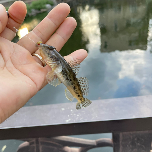 マハゼの釣果