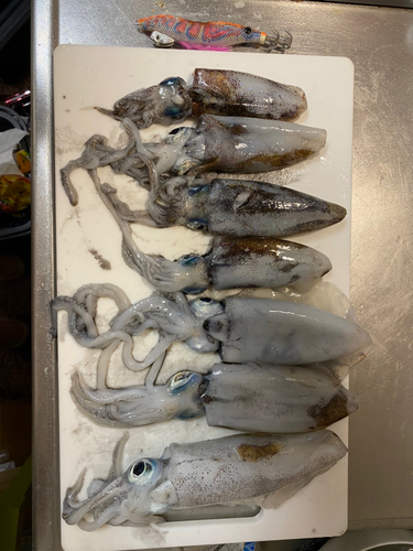 アオリイカの釣果