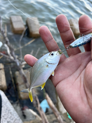 メッキの釣果