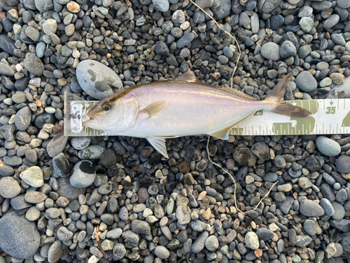 ショゴの釣果