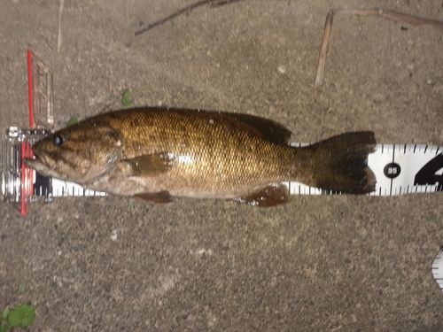 スモールマウスバスの釣果