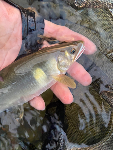 アユの釣果