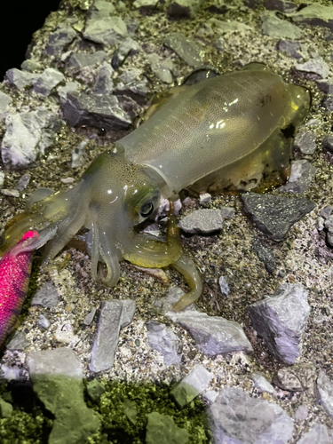 アオリイカの釣果