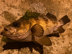 メバルの釣果