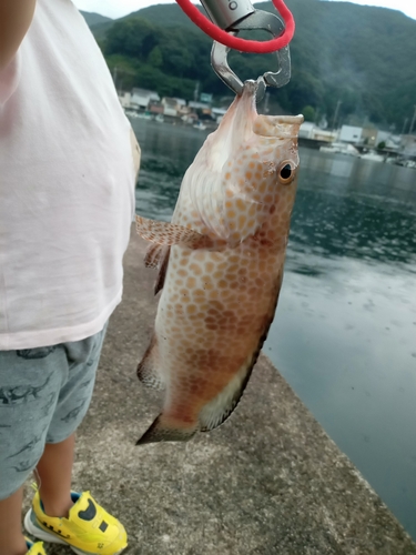 オオモンハタの釣果