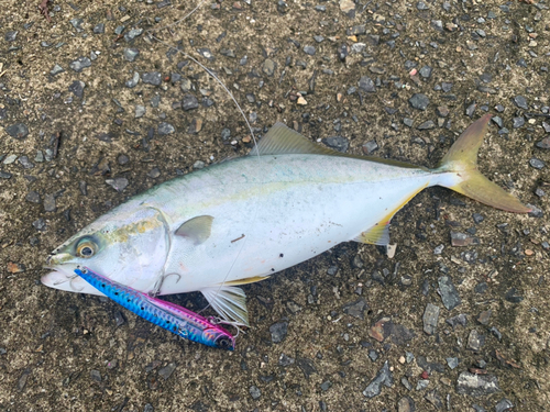 ツバスの釣果