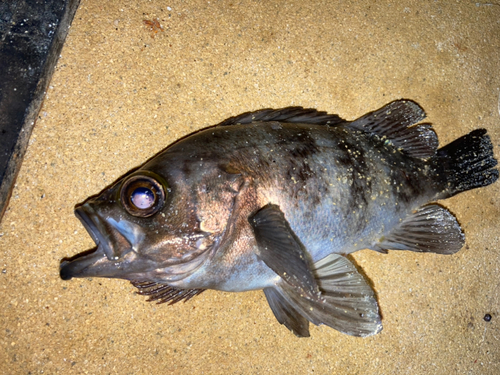 メバルの釣果