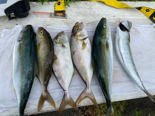 イナダの釣果