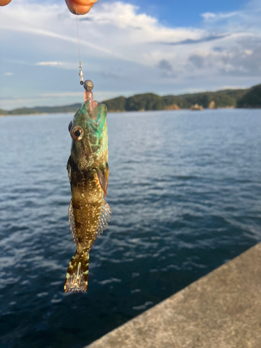 アナハゼの釣果