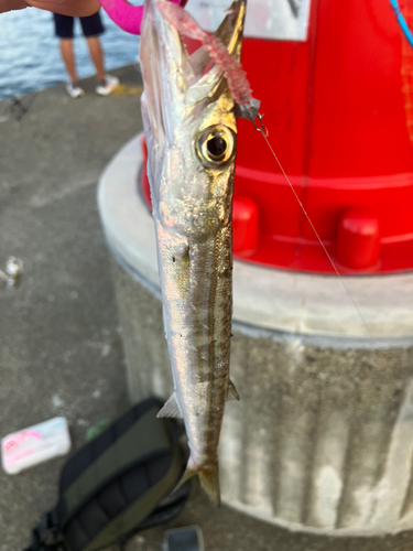 カマスの釣果