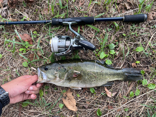 ブラックバスの釣果