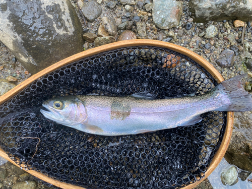 ニジマスの釣果