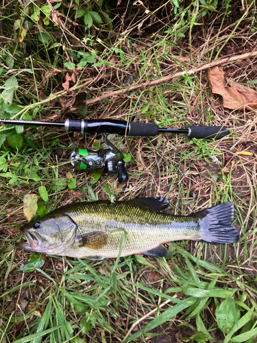 ブラックバスの釣果