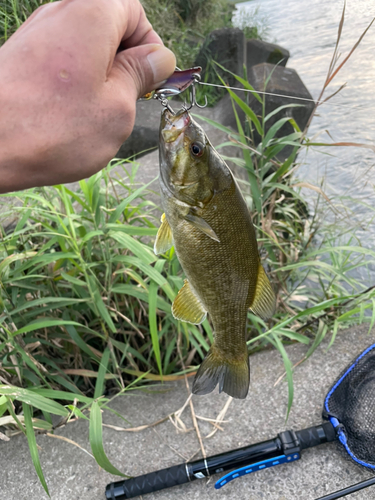 スモールマウスバスの釣果