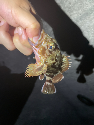 カサゴの釣果