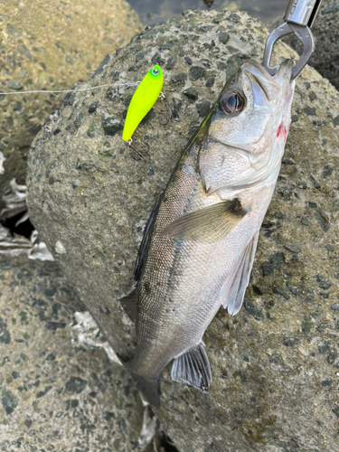 スズキの釣果