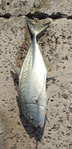 オニヒラアジの釣果