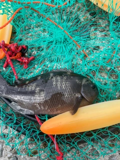 クチブトグレの釣果