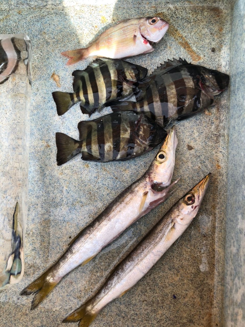カマス