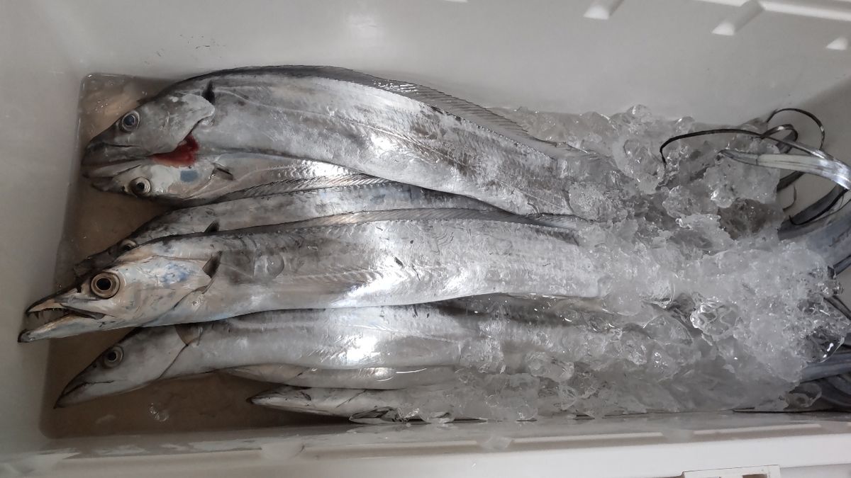 カニくんさんの釣果 2枚目の画像