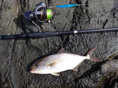 ショゴの釣果