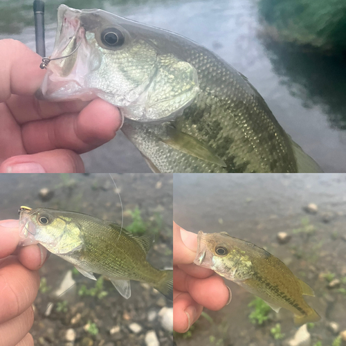 ブラックバスの釣果