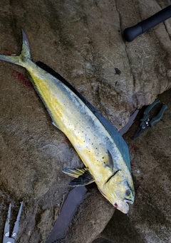 シイラの釣果