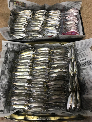 アジの釣果