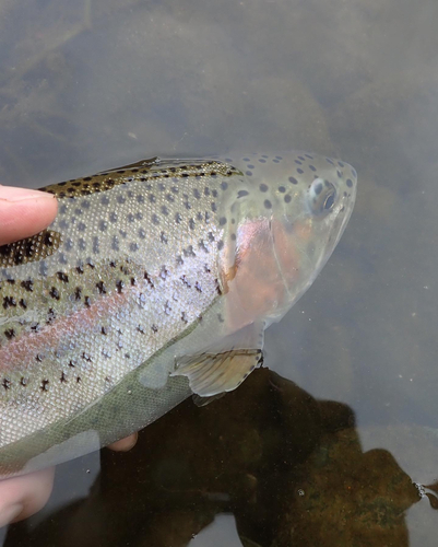 ニジマスの釣果