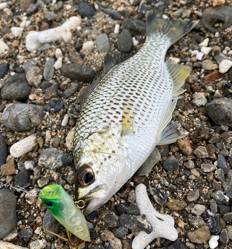 オオクチユゴイの釣果