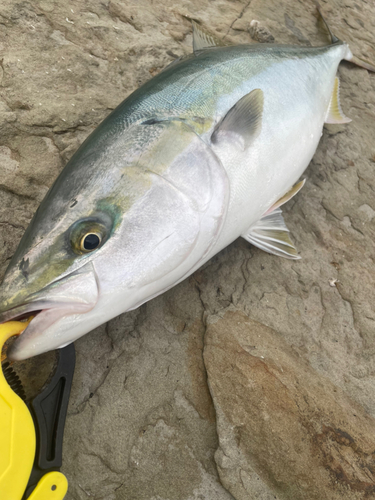 ヤズの釣果