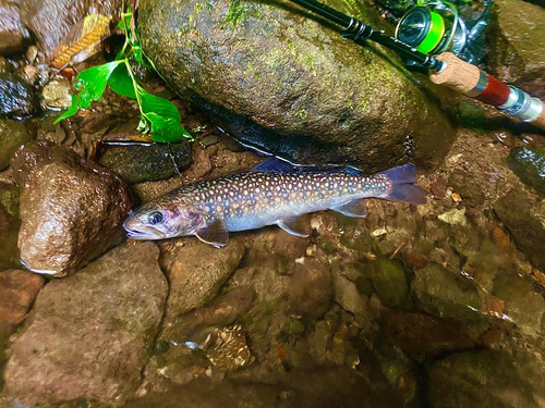 イワナの釣果