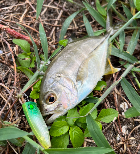 メッキの釣果