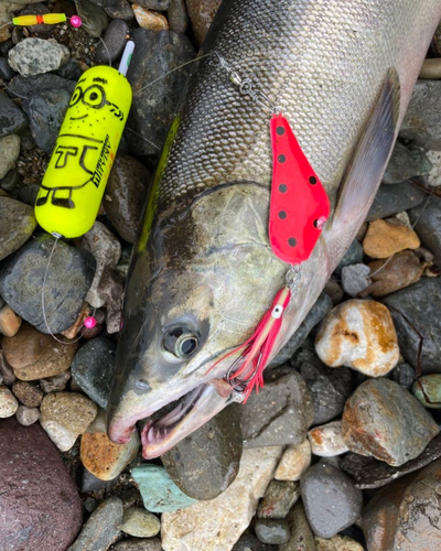 シロザケの釣果