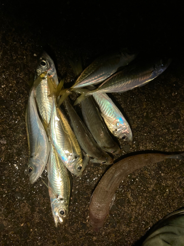 アジの釣果