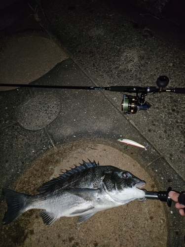 チヌの釣果