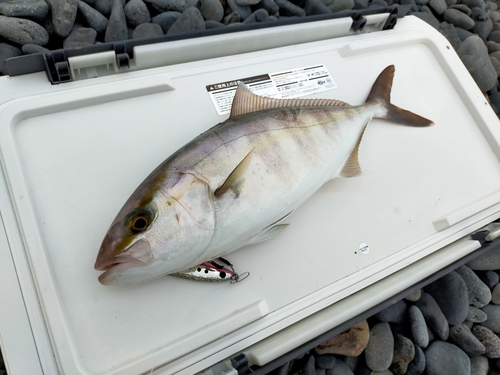 ショゴの釣果