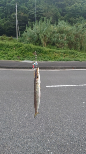 カマスの釣果