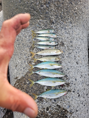 ショゴの釣果