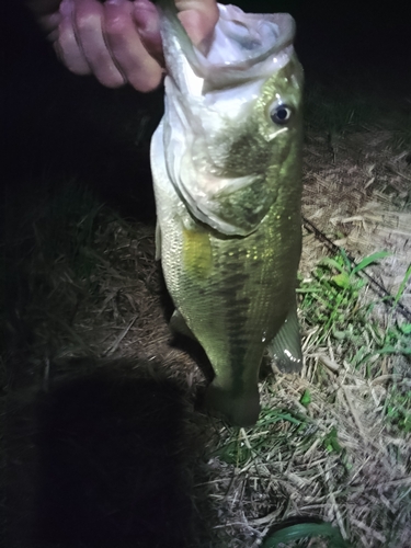 ラージマウスバスの釣果