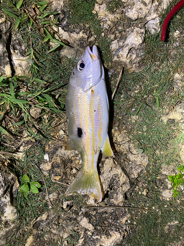 ヤマトビーの釣果