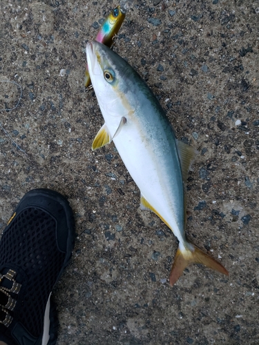 ツバスの釣果