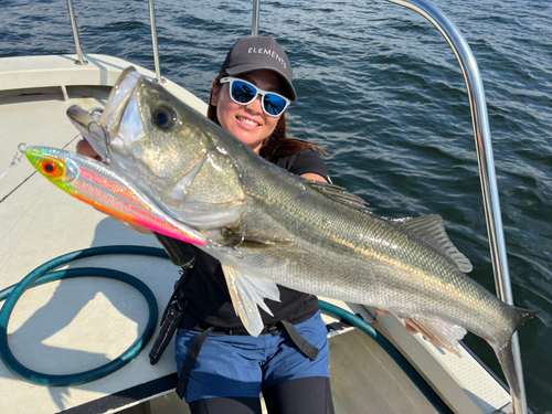 シーバスの釣果