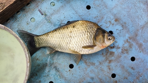 ヘラブナの釣果