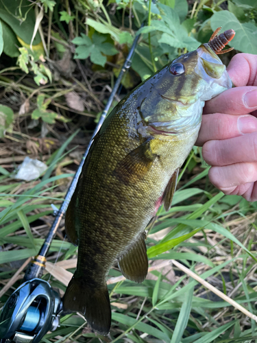 スモールマウスバスの釣果