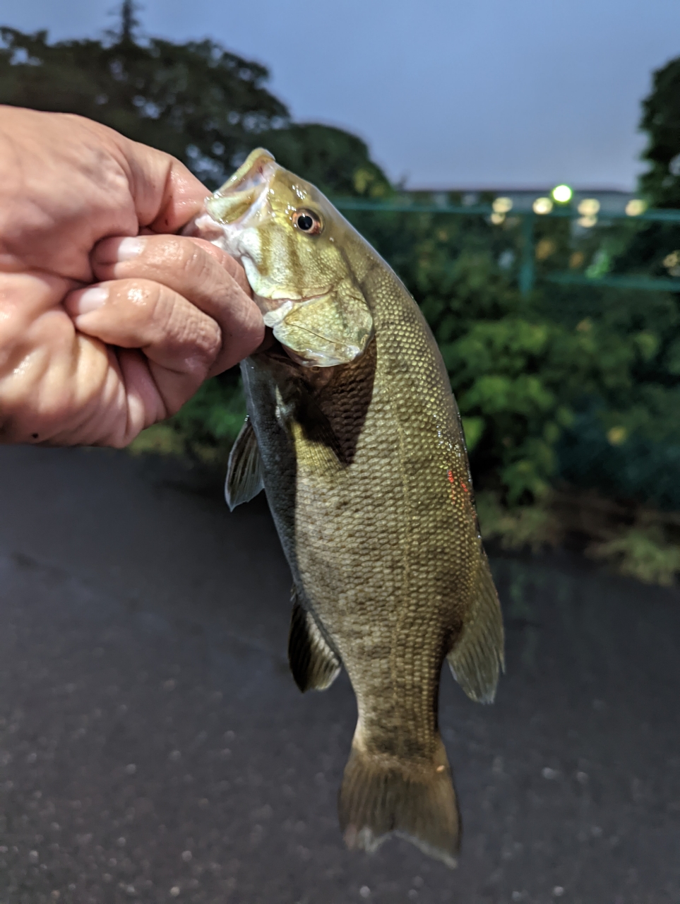 スモールマウスバス