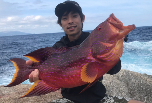 バラハタの釣果