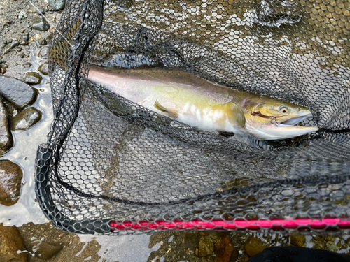 カラフトマスの釣果